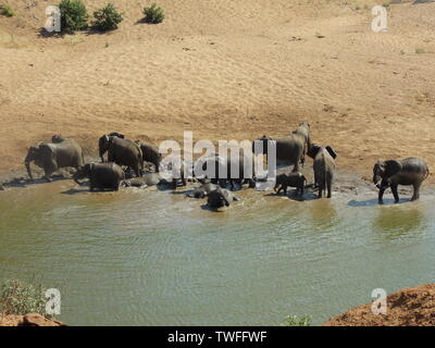 Elefantenherde im Fluss, Kruger Nationalpark Stockfoto