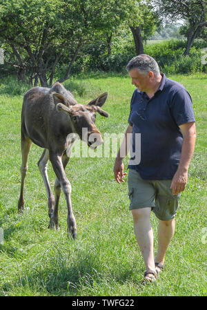Kleptow, Deutschland. Juni, 2019 19. Thomas Golz, Inhaber des Game Reserve Golz Elch und Rentier Bauernhof, steht neben dem ein Jahr alten Elch stier Juri. Foto: Patrick Pleul/dpa-Zentralbild/ZB/dpa/Alamy leben Nachrichten Stockfoto