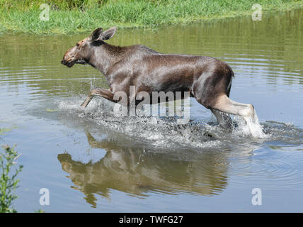 Kleptow, Deutschland. Juni, 2019 19. Die ein Jahr alten Elch Kuh Jette Spaziergänge durch einen Teich im Wildgehege von Thomas Golz, Inhaber der Wildgehege Golz Elche und Rentiere Farm. Foto: Patrick Pleul/dpa-Zentralbild/ZB/dpa/Alamy leben Nachrichten Stockfoto