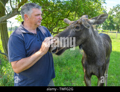 Kleptow, Deutschland. Juni, 2019 19. Thomas Golz, Inhaber des Game Reserve Golz Elch und Rentier Bauernhof, steht neben dem ein Jahr alten Elch stier Juri. Foto: Patrick Pleul/dpa-Zentralbild/ZB/dpa/Alamy leben Nachrichten Stockfoto