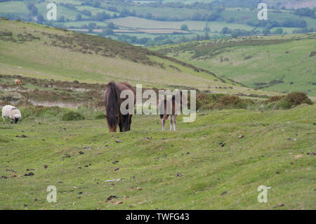 Dartmoor Ponys Stockfoto