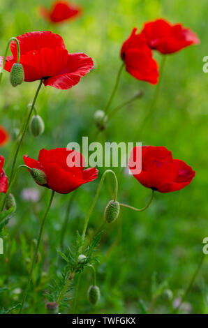 Blumen roter Mohn Blüte auf wilde Feld. Schönen Feld roter Mohn mit selektiven Fokus. weiches Licht. Flache Tiefenschärfe Stockfoto
