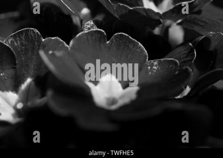Eine Nahaufnahme, schwarz-weiß Bild von Primeln mit einem Makro Objektiv aufgenommen Stockfoto