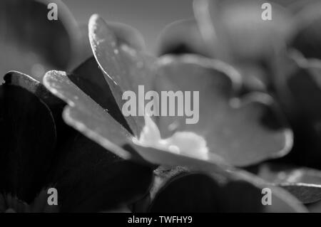 Eine Nahaufnahme, schwarz-weiß Bild von Primeln mit einem Makro Objektiv aufgenommen Stockfoto
