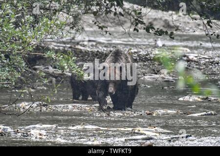 Grizzly Mutter und ihr Junges wandern in einem Fluss, Kanada Stockfoto