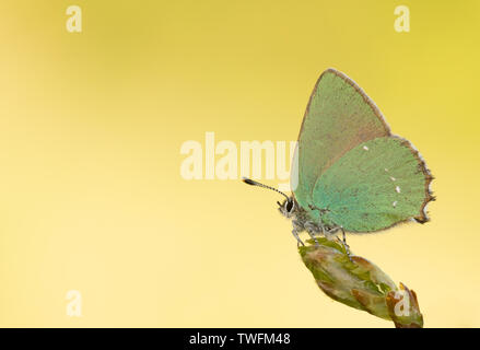 Ein Green hairstreak Schmetterling (Callophrys Rubi) Rastplätze auf einer Anlage auf rodborough Common, Gloucestershire Stockfoto