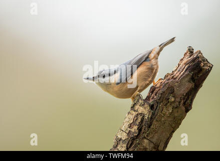 Eine europäische Kleiber (Sitta europaea) auf einem Baumstamm mit einem sauberen Hintergrund, in Miserden, Gloucestershire genommen Stockfoto