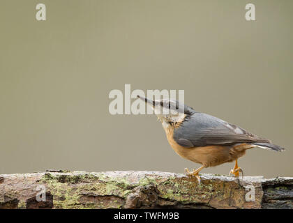 Eine europäische Kleiber (Sitta europaea) auf einem Baumstamm mit einem sauberen Hintergrund, in Miserden, Gloucestershire genommen Stockfoto