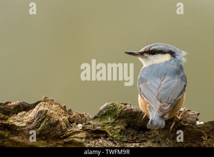 Eine europäische Kleiber (Sitta europaea) auf einem Baumstamm mit einem sauberen Hintergrund, in Miserden, Gloucestershire genommen Stockfoto