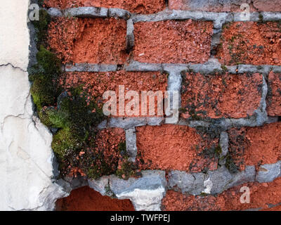 Verfallende von Erosion bemoosten Red brick wall mit Resten von Gips der Gebäude aus dem 18. Jahrhundert Stockfoto