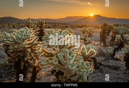 Cholla Cactus bei Sonnenaufgang, Kofa National Wildlife Refuge, Arizona, United States Stockfoto