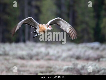 Sandhill Crane im Flug, mit Motion Blur Auf der Flügelenden. Moran, Yellowstone National Park, Wyoming, USA Stockfoto