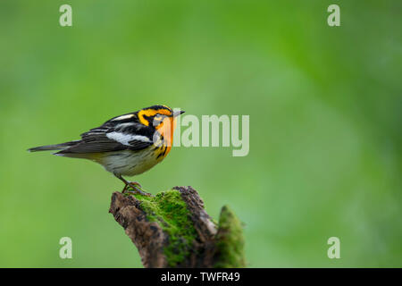 Ein männlicher Orange, Schwarz und Weiß Blackburnian Warbler thront auf einem Bemoosten Baumstumpf mit eine glatte, helle grün hinterlegt. Stockfoto