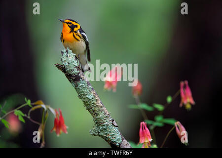 Ein männlicher Blackburnian Warbler mit seinen lebhaften Orange und Schwarz Farben thront auf einem Stick mit wilde Akelei Blumen um ihn herum. Stockfoto