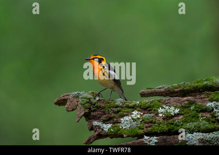 Ein helles orange Blackburnian Warbler thront auf einem Bemoosten und Flechten texturierte Log mit einem glatten grünen Hintergrund in weiches Licht. Stockfoto