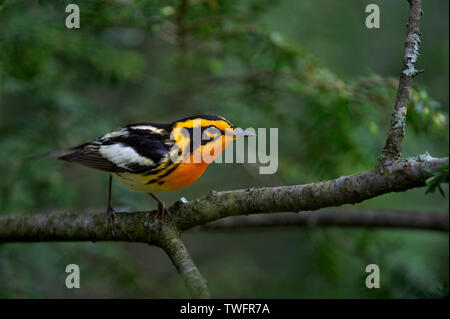 Ein helles Orange und Schwarz Blackburnian Warbler thront auf einem Hemlock Ast mit einem leuchtend grünen Hintergrund. Stockfoto