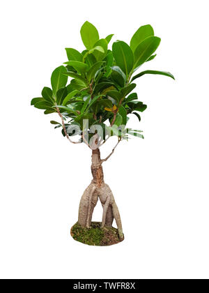 Dekorative Ficus Ginseng Baum auf weißem Hintergrund Stockfoto