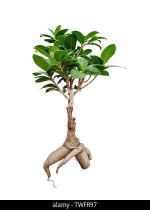 Dekorative Ficus Ginseng Baum auf weißem Hintergrund Stockfoto