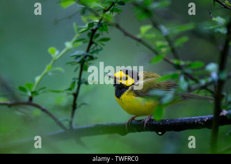 Ein Hooded Warbler im Regen mit Blasen an seinen Schnabel in der üppigen, grünen Wald stecken geblieben. Stockfoto