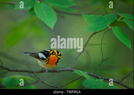 Ein helles Orange und Schwarz Blackburnian Warbler gibt einen neugierigen Blick, wie es in den hellgrünen Blätter Sitzstangen. Stockfoto