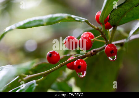 Eine Nahaufnahme Cluster von hellen roten Stechpalme Beeren mit Regenwasser tropft, mit grünen Blättern. Stockfoto