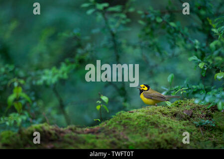 Eine helle gelbe und schwarze männliche Hooded Warbler singt sein Lied in die üppigen, grünen Wald, während auf einem Bemoosten log thront. Stockfoto