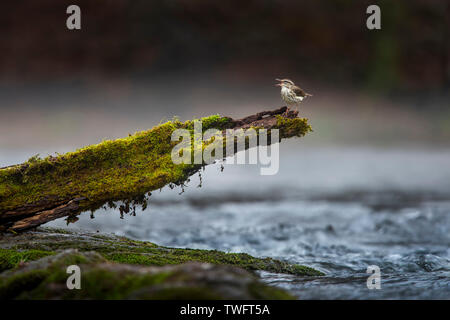 Ein Louisiana Waterthrush singt aus einem Bemoosten anmelden Barsch mit Wasser unter es und ein niedrig hängender Nebel in einem kleinen Bach. Stockfoto