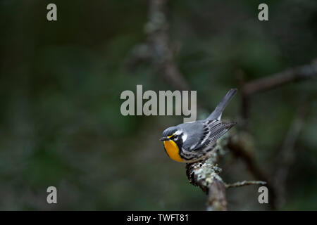 Eine gelb-throated Warbler thront auf einem Zweig in einem lustigen Stellen, wie es fertig wird. Stockfoto