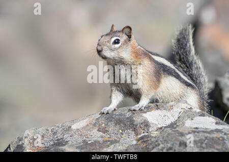 Golden-mantled ground squirrel (Callospermophilus lateralis) sitzt auf einem Felsen. Stockfoto