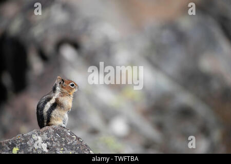 Golden-mantled ground squirrel (Callospermophilus lateralis) sitzt auf einem Felsen. Stockfoto