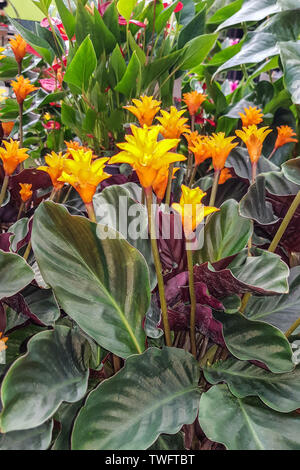 Yellowl Blumen auf dunklen tropischen Pflanzen Natur Hintergrund Stockfoto