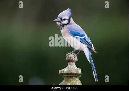 Eine bunte Blue Jay thront auf einem hölzernen Zaun Pfosten in einem leichten Regen mit einer glatten grünen Hintergrund sieht alle nass und Rüschen. Stockfoto