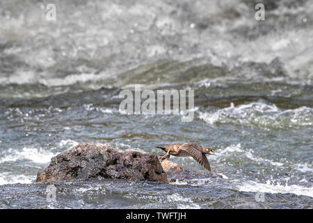 Harlequin Duck an LeHardy Rapids, Yellowstone National Park Stockfoto