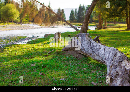 Im Sommer Kanasanaren Ranch, ein toter Baum fällt auf der Wiese am Fluss eine natürliche Bank zu bilden Stockfoto