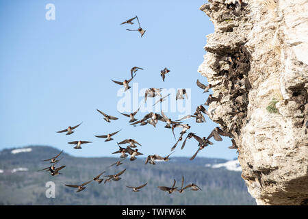 Mauersegler in ihre Nester im Soda Butte, Lamar Valley, Yellowstone, Wyoming, USA fliegen, Stockfoto