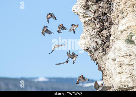 Mauersegler in ihre Nester im Soda Butte, Lamar Valley, Yellowstone, Wyoming, USA fliegen, Stockfoto