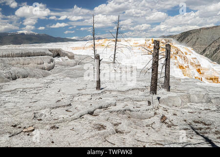 Blick auf die mineralischen Ablagerungen in Mammoth Terrassen Trail, Yellowstone National Park, WY 82190 Stockfoto