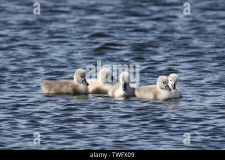 Eine Gruppe junger Höckerschwan cygnets Schwimmen in einem See im Frühjahr Stockfoto