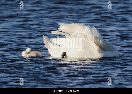 Eine Mute swan mit einem Shaker putzen auf einem blauen See im Frühjahr Stockfoto