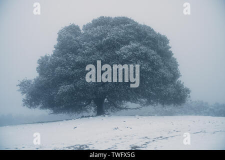 Schnee bedeckt Eiche im Nebel, Morgan Gebiet Regional Preserve, Livermore, Kalifornien, USA Stockfoto