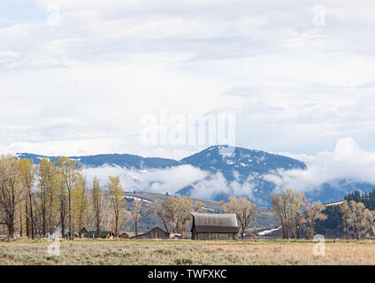 Scheunen in der mormonischen Reihe, Grand Teton National Park inmitten der Aspen Bäume. Stockfoto