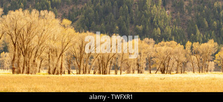 Panorama von Aspen Bäume in den Grand Teton National Park Stockfoto