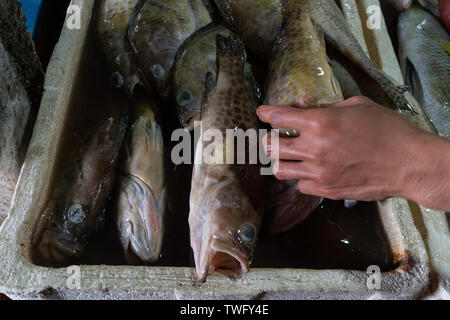 Hand berühren einen frischen und rohen Schwadleger Fische am Kedonganan Fischmarkt Bali Stockfoto