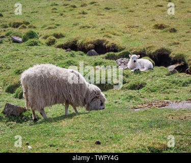 Schaf Schaf und Lamm in einer Wiese, Färöer, Dänemark Stockfoto