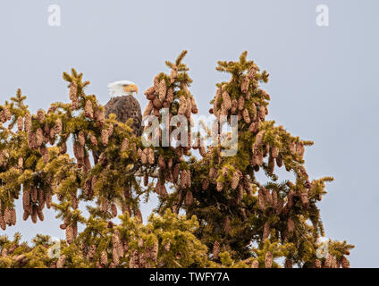 Weißkopfseeadler in einem Engelmann Spruce Tree, Stockfoto
