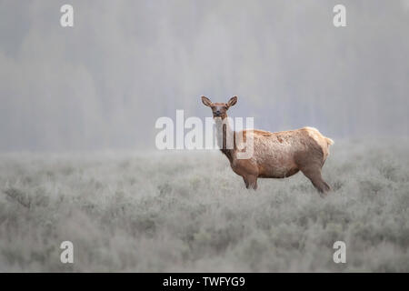 Weibliche Elk Uhren aus dem Nebel, Wyoming, USA Stockfoto