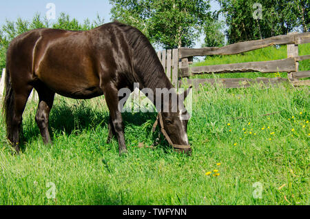 Ein schwarzes Pferd in einem Kabelbaum weidet auf der grünen Wiese vor dem Hintergrund einer Holzzaun. Dorf Stockfoto