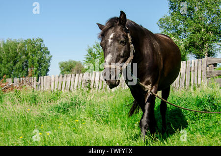 Ein schwarzes Pferd in einem Kabelbaum weidet auf der grünen Wiese vor dem Hintergrund einer Holzzaun. Dorf Stockfoto