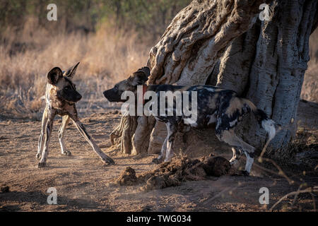 Zwei Kinder wilde Hunde spielen mit jeder anderen Stockfoto