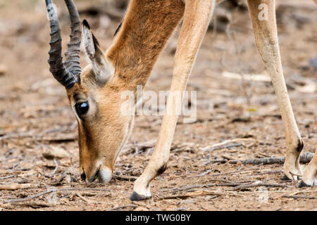 Eine männliche Impala mit seinen Kopf gesenkt Stockfoto